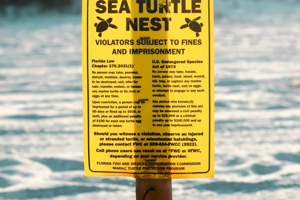 A yellow sign staked into white sand warning that sea turtle nests must not be disturbed