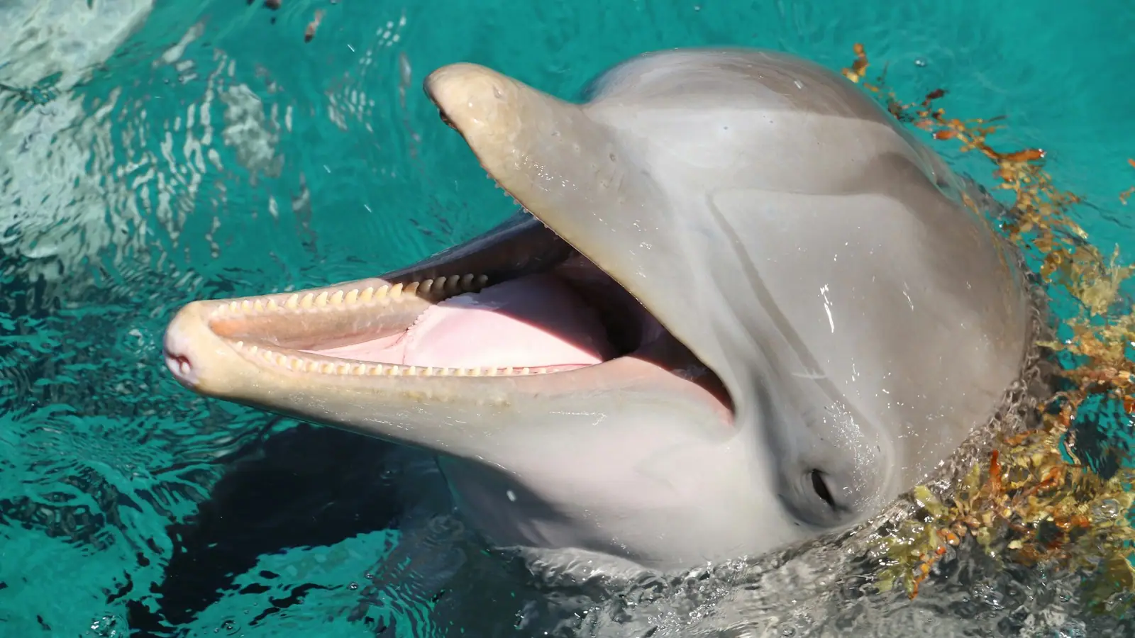 A bottlenose dolphin breaking the surface of calm open water