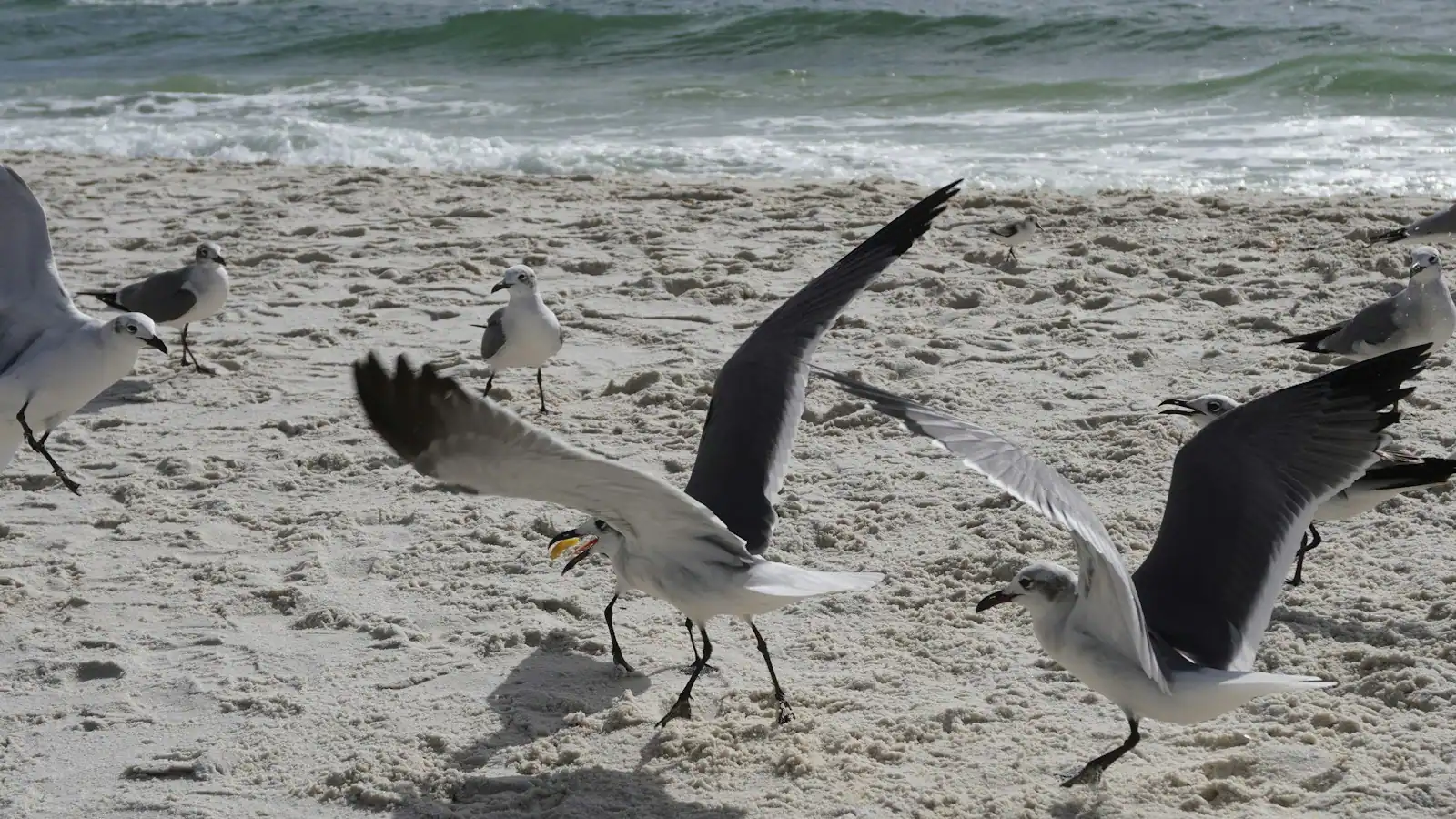 A flock of shorebirds lifting off a wide stretch of pale sand beside shallow water