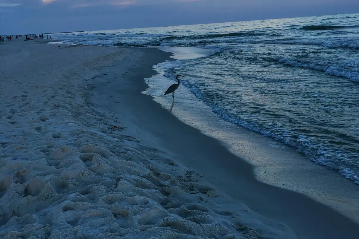 A single wading bird standing on wet sand at the edge of calm shallow water