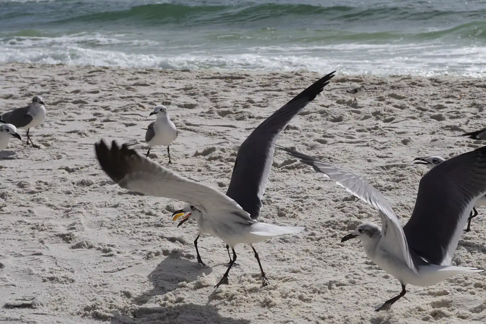 Gulls in flight above an empty stretch of white sand beside calm water
