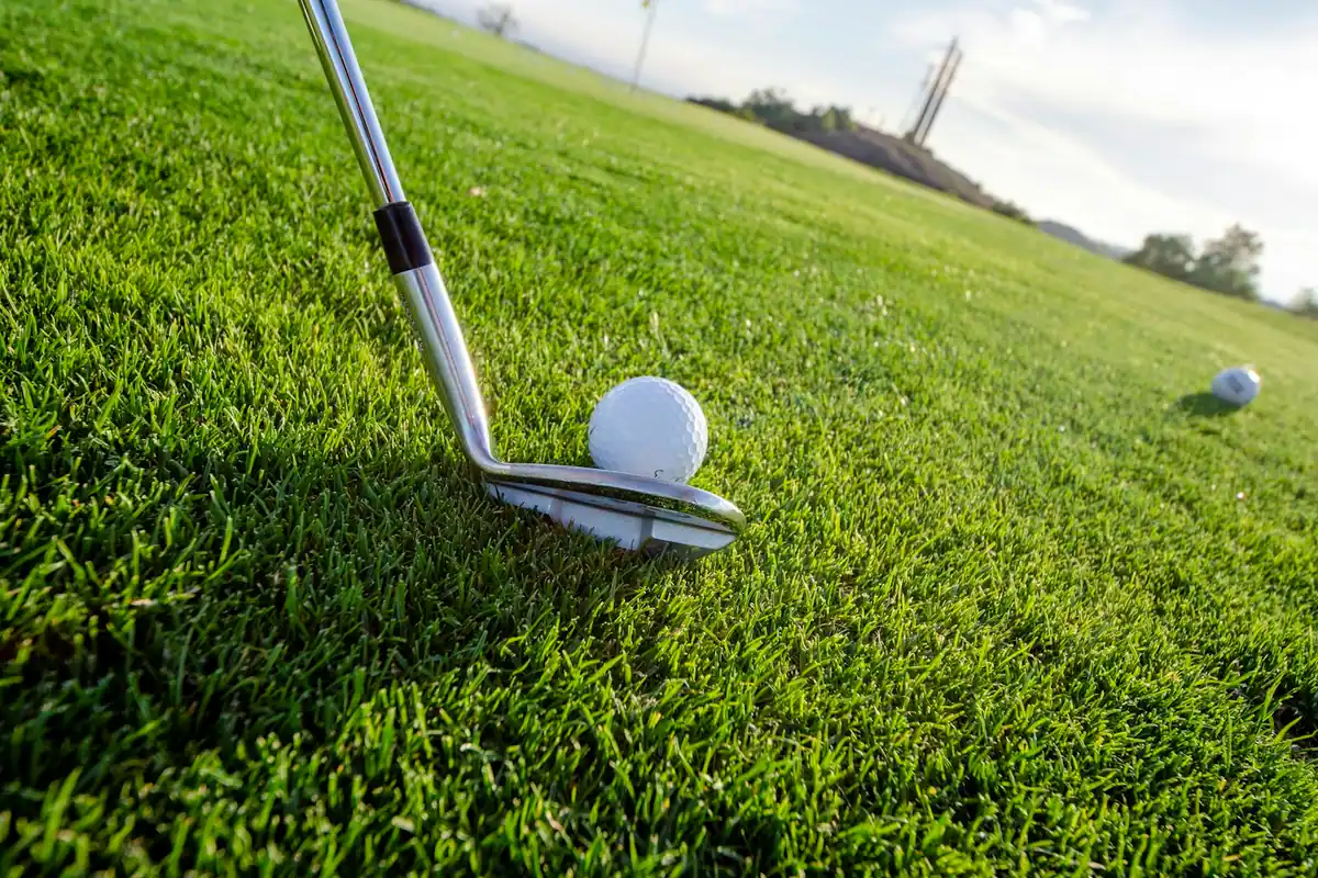 A close view of a wedge sitting behind a golf ball on closely mown fairway grass