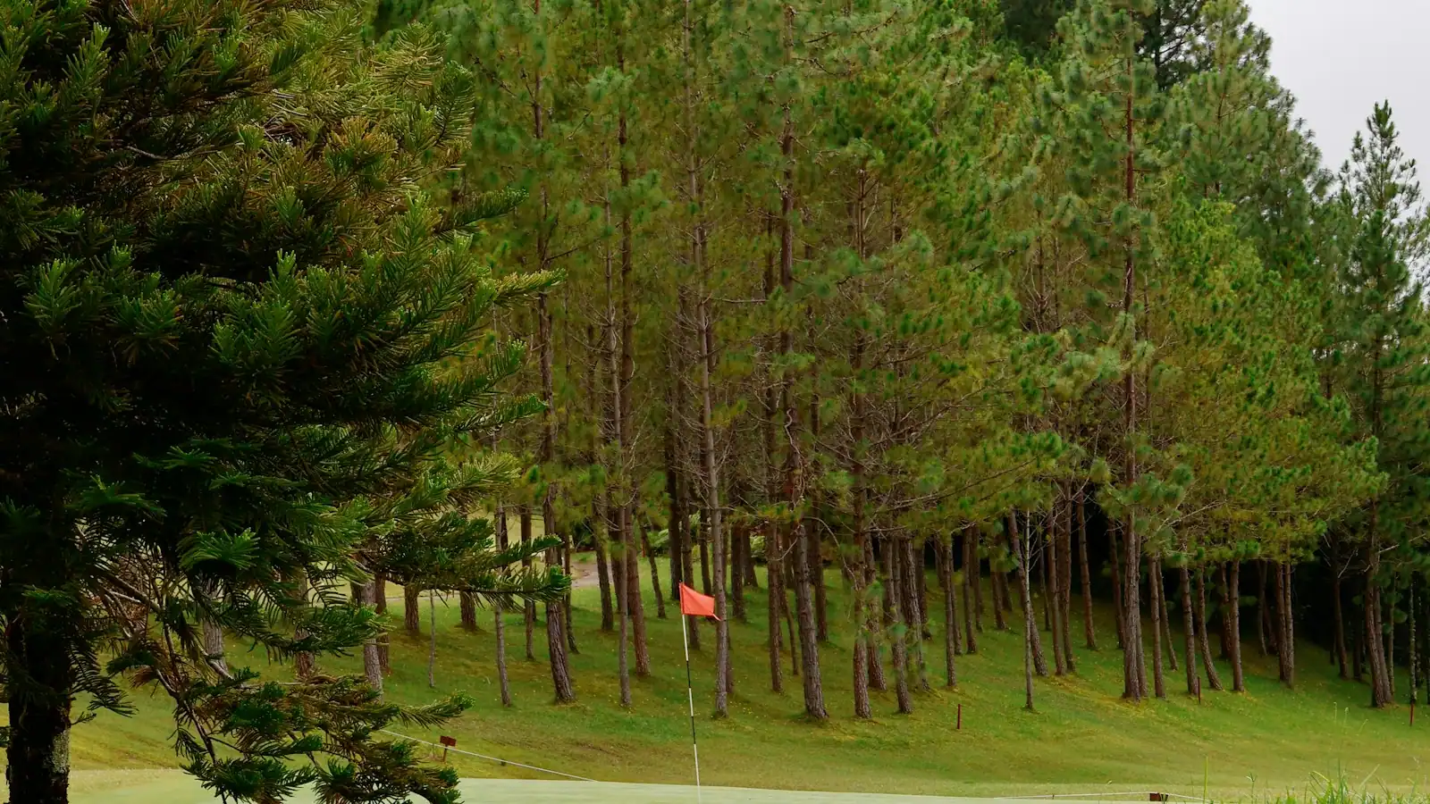 A golf fairway lined with tall evergreens with a flag on the green in the distance