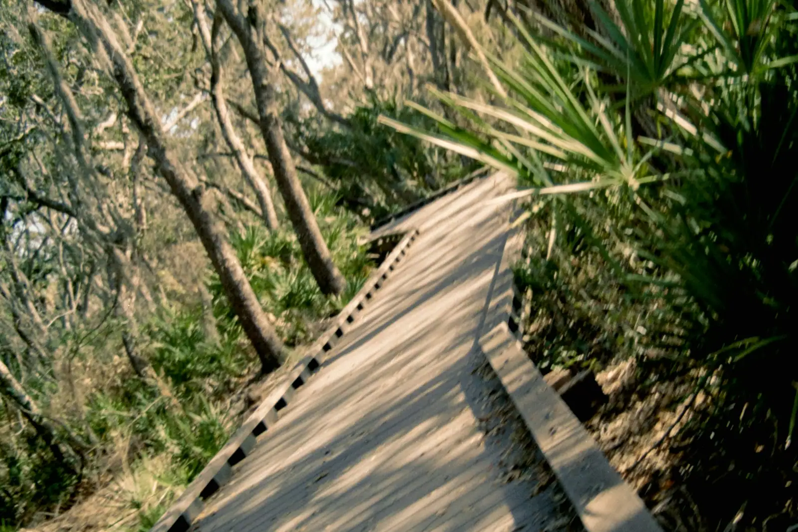 A raised timber boardwalk curving through coastal woodland of leaning oaks and saw palmetto