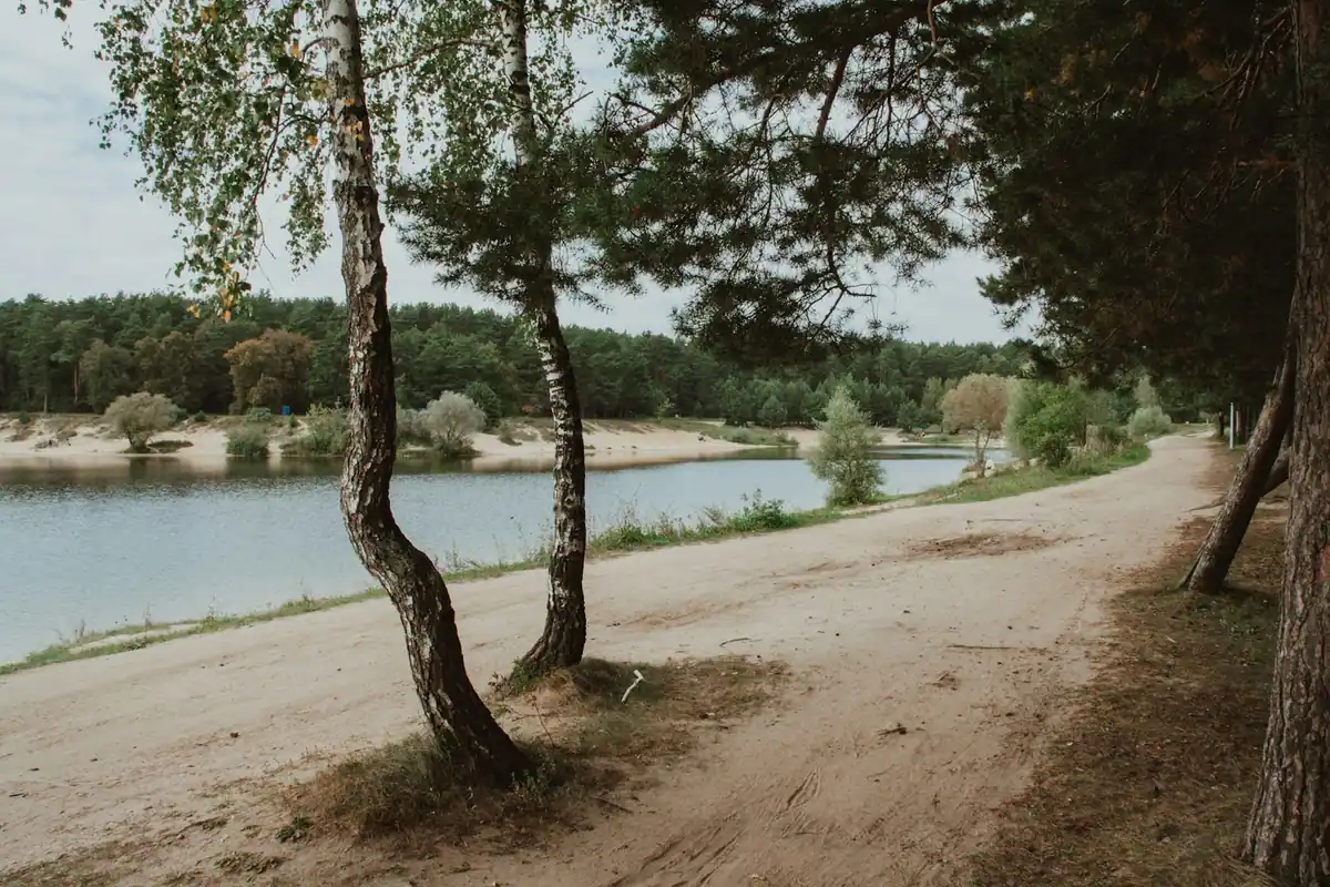 A sandy shoreline fringed with pines beside flat, still freshwater