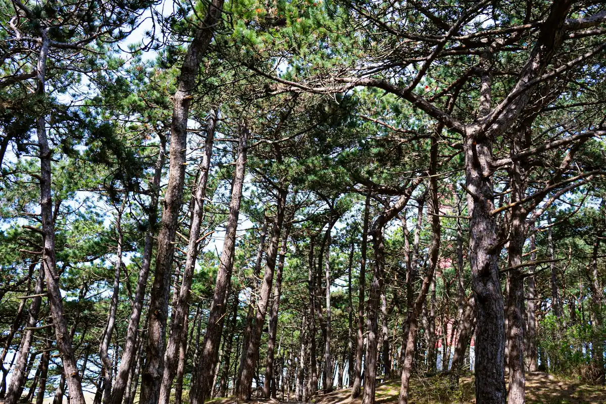 Tall pine trunks and open understorey in a sunlit stretch of sandhill forest