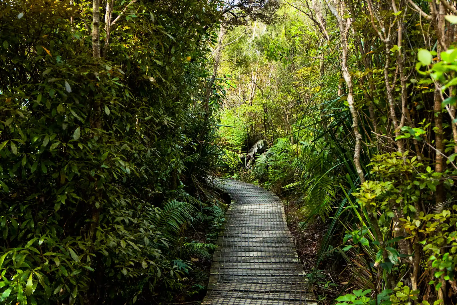 A narrow walkway running through thick forest with light coming through the canopy above