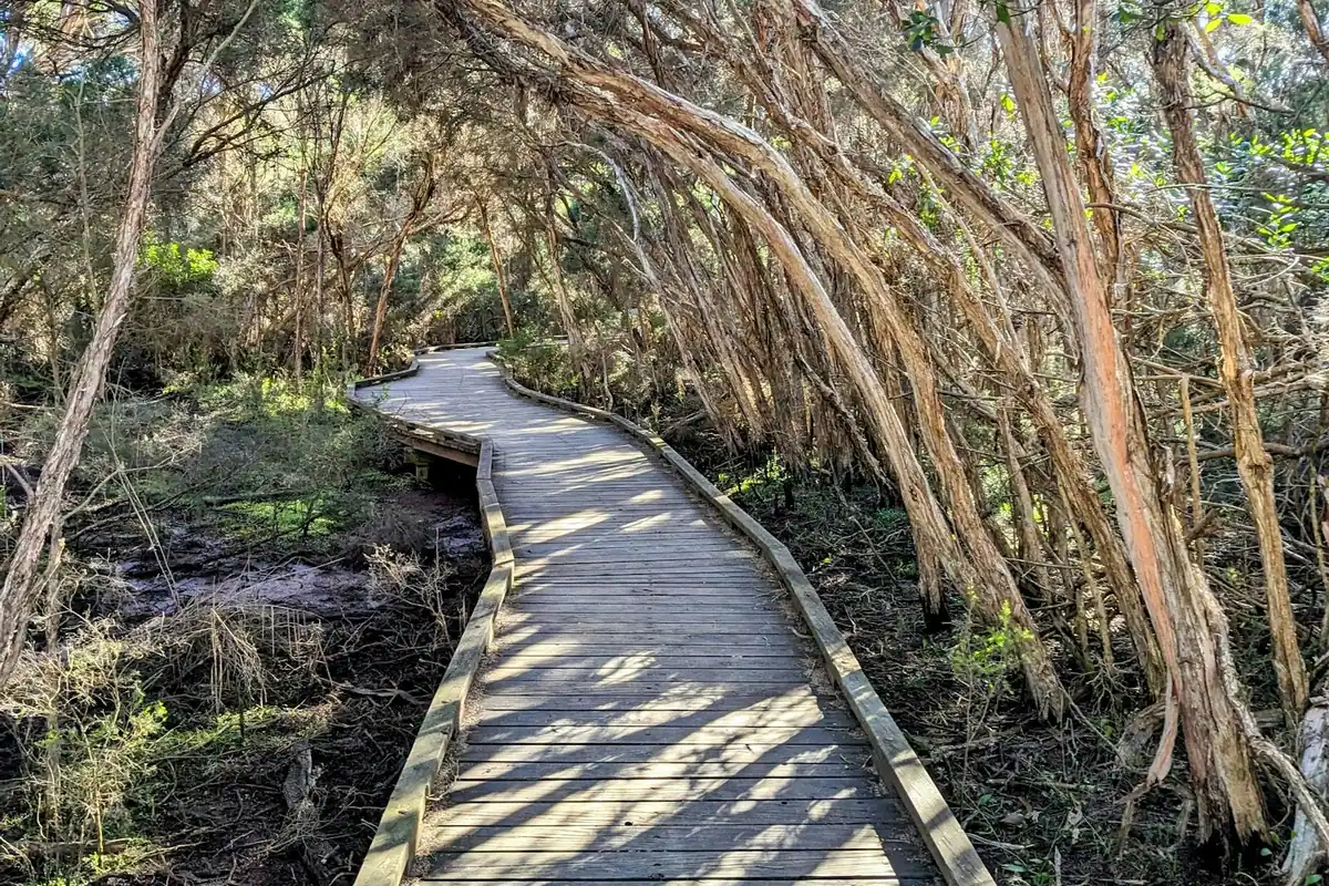 A narrow timber walkway running through scrubby coastal woodland towards water