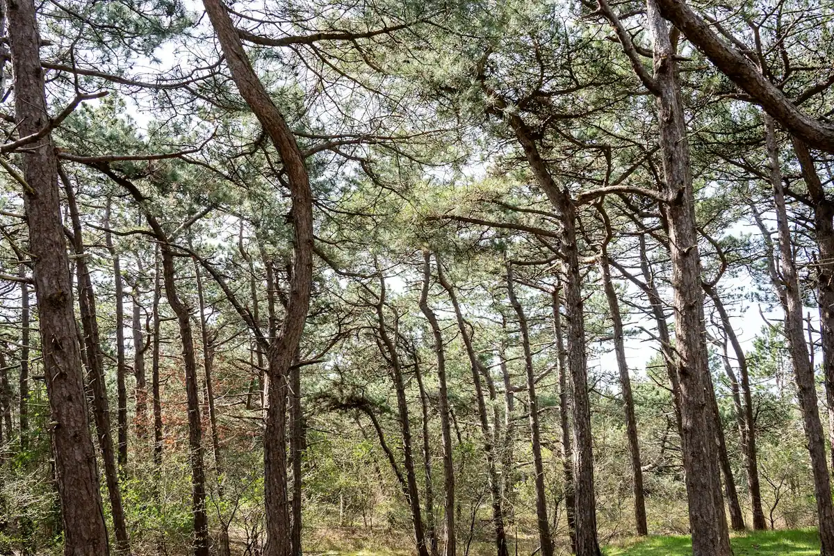 Tall widely spaced pine trunks with an open forest floor and water visible through the trees beyond