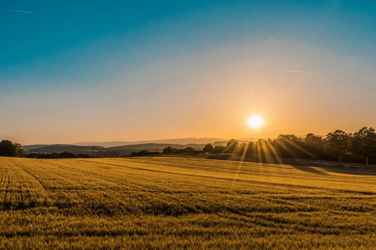 Low evening sun across a wide expanse of tall golden marsh grass