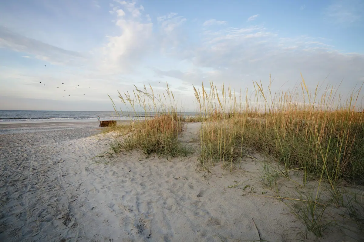Sea oats growing on a low dune above a wide pale beach under a broad sky