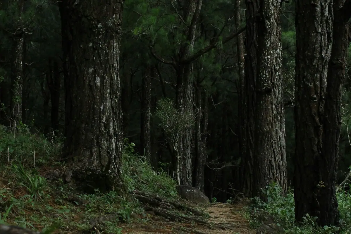 A cyclist riding a narrow paved path through dense green forest