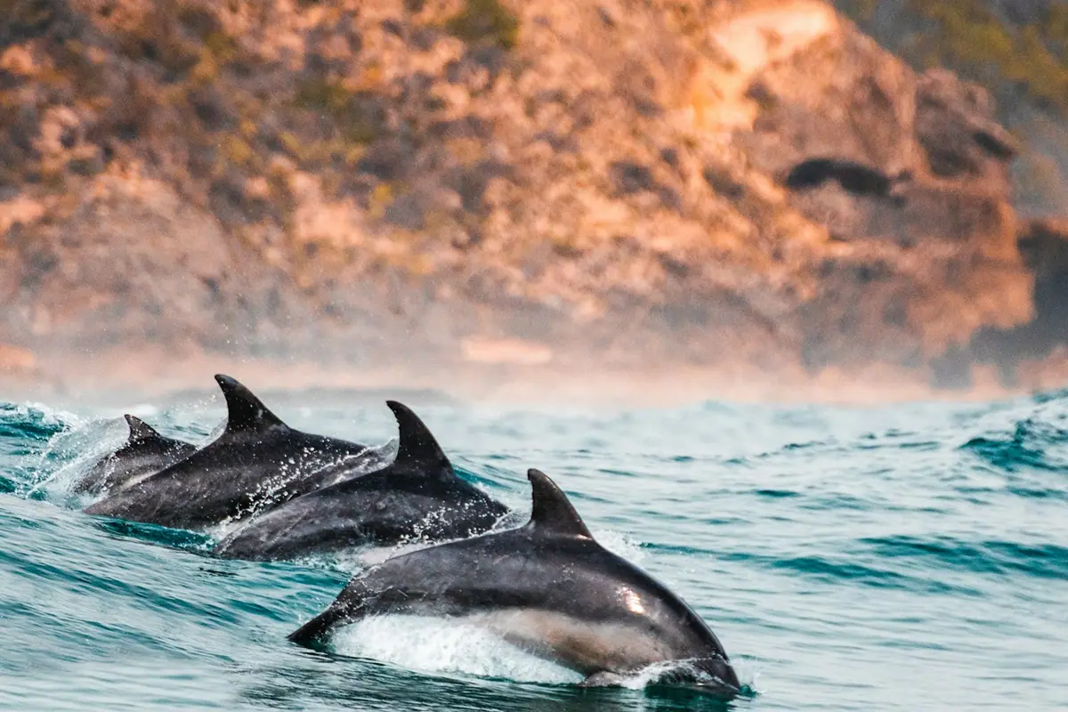 Several bottlenose dolphins surfacing together in open green water